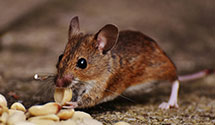 24 Hour & Emergency Exterminators in Whitsett, NC